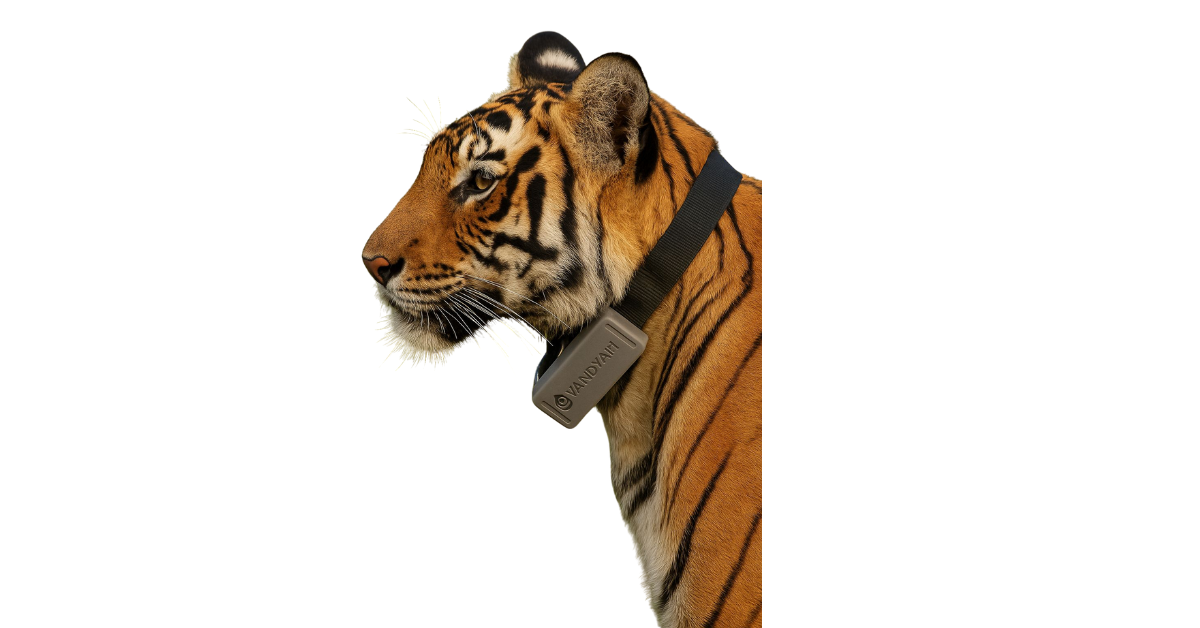 Radio Collar