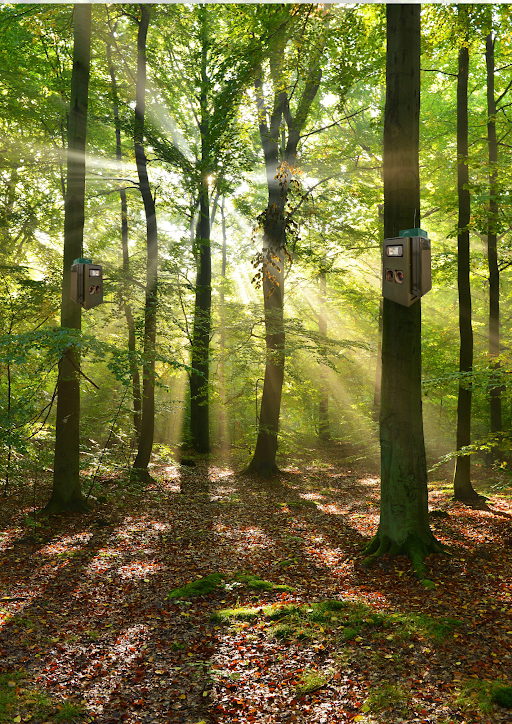 Forest monitoring dashboard