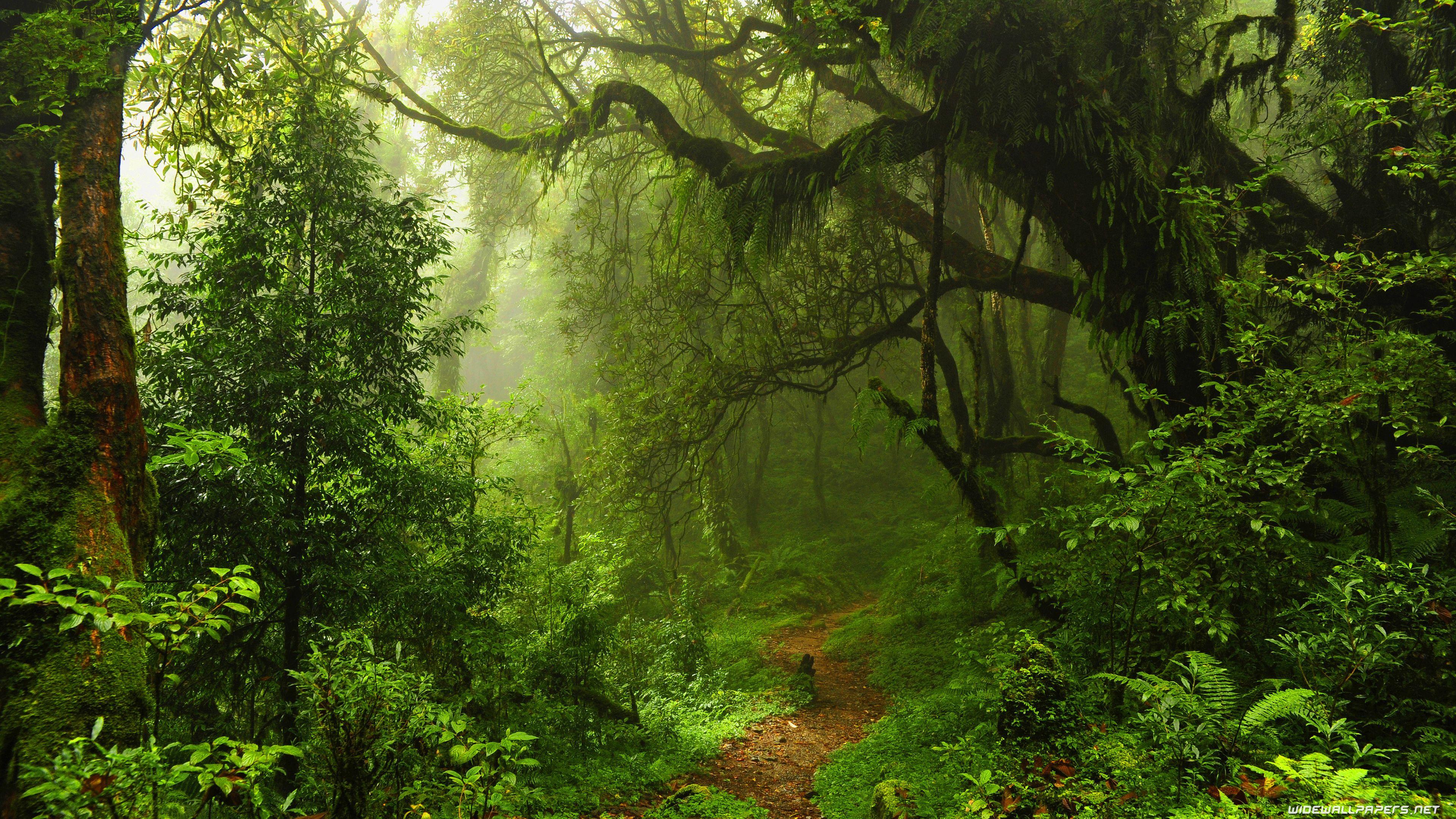 Forest background
